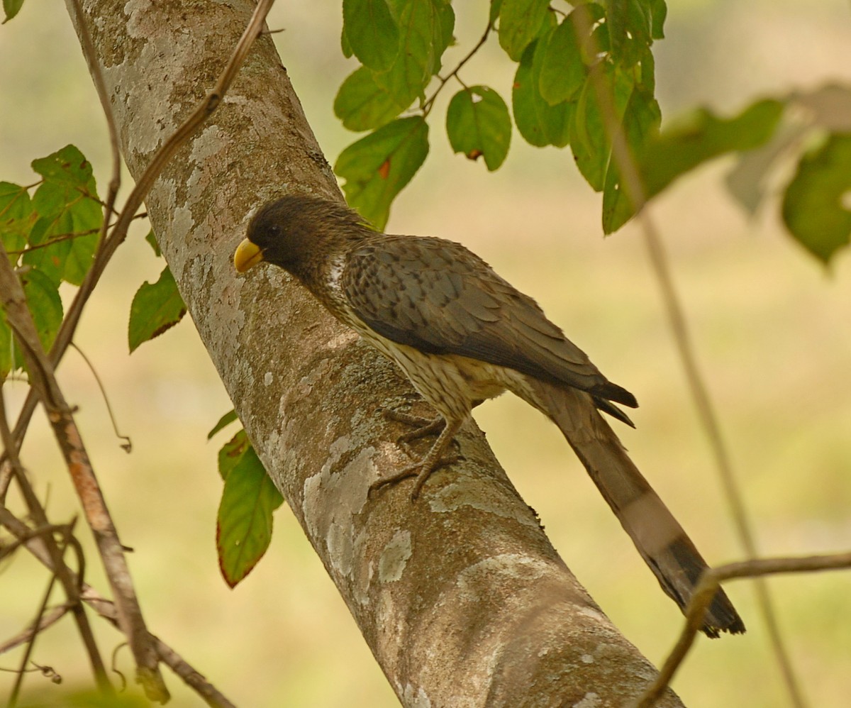 Turaco Gris Occidental - ML210559871