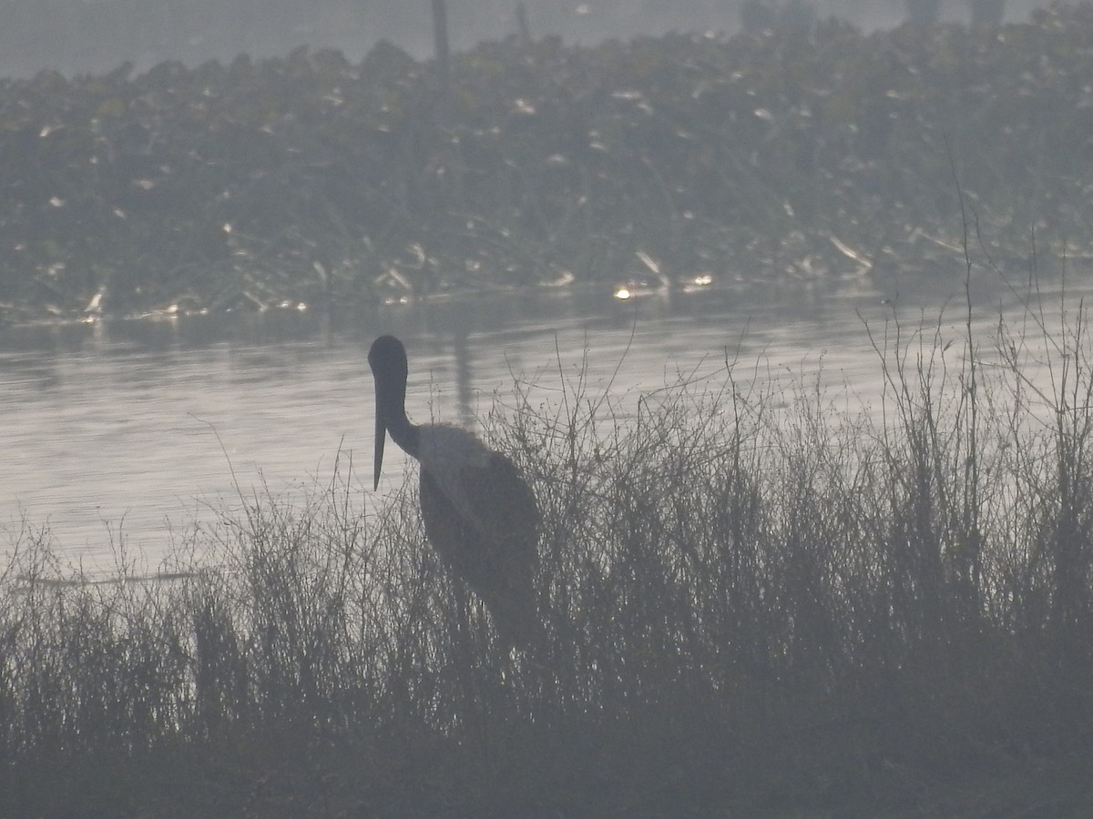 Black-necked Stork - ML210560701