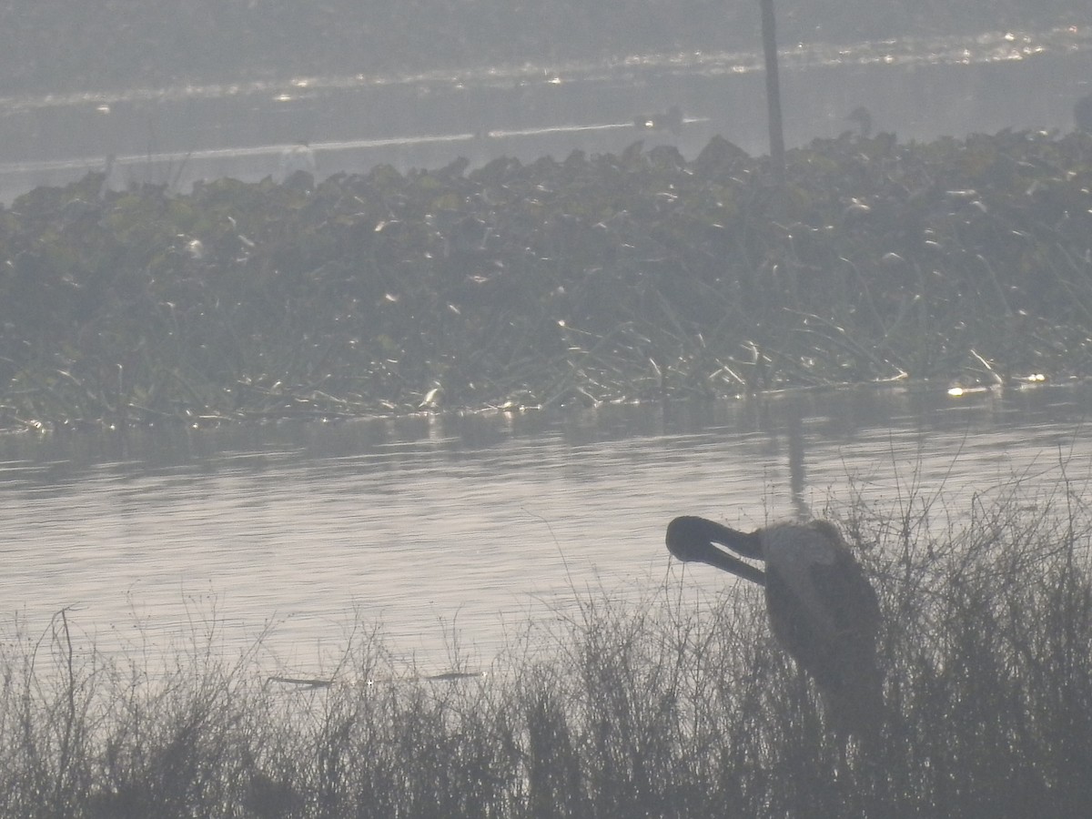 Black-necked Stork - Sourav Halder