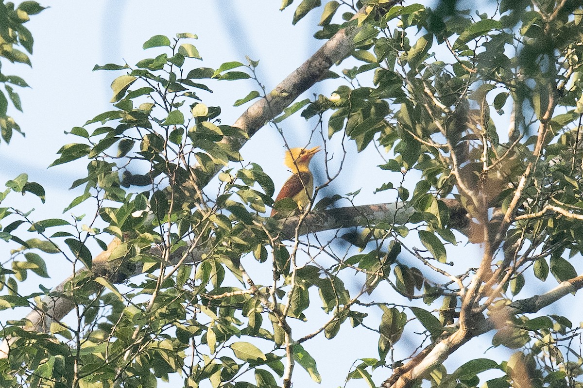 Cream-colored Woodpecker - Warren Whaley