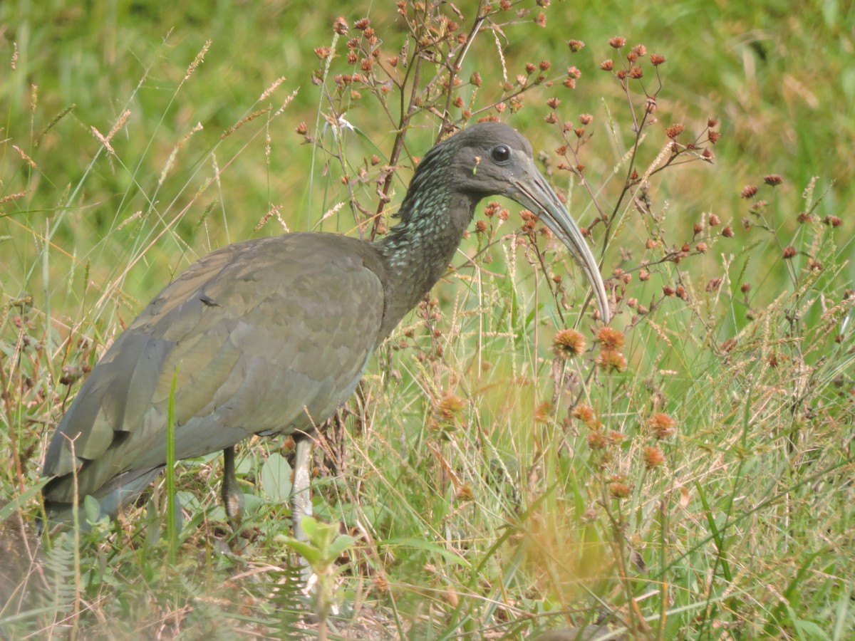 Green Ibis - ML210562121