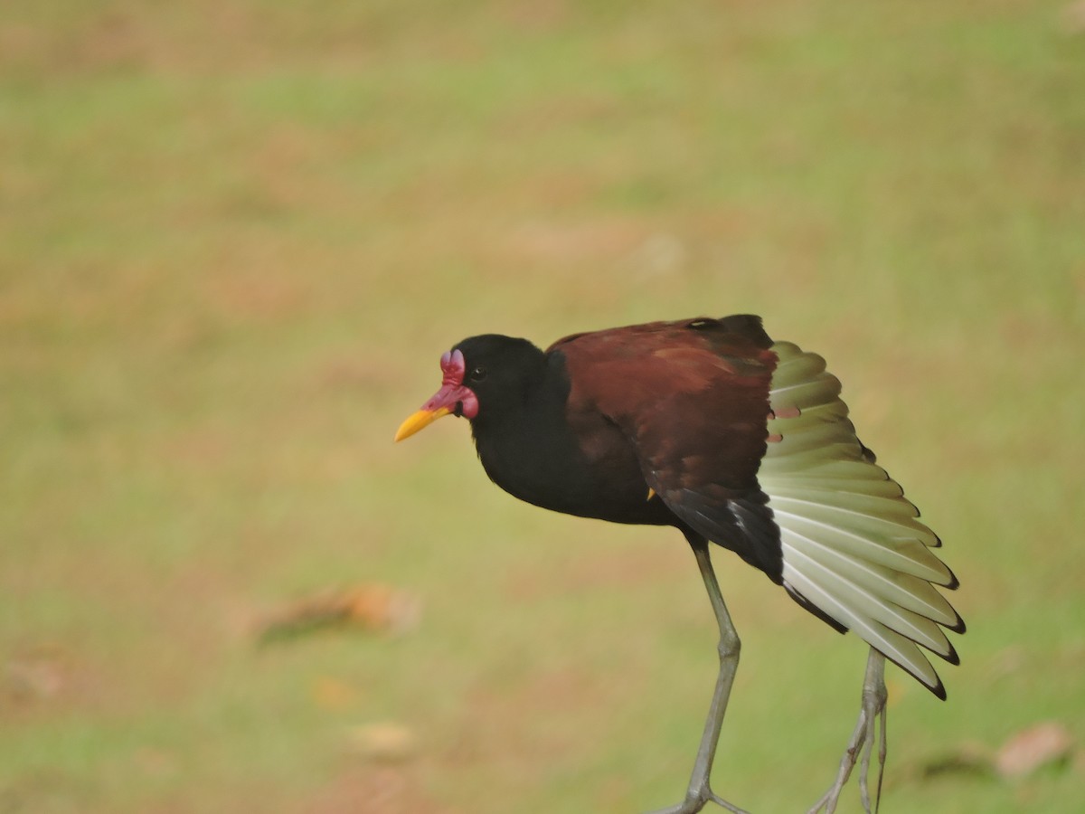 Jacana Suramericana - ML210562421