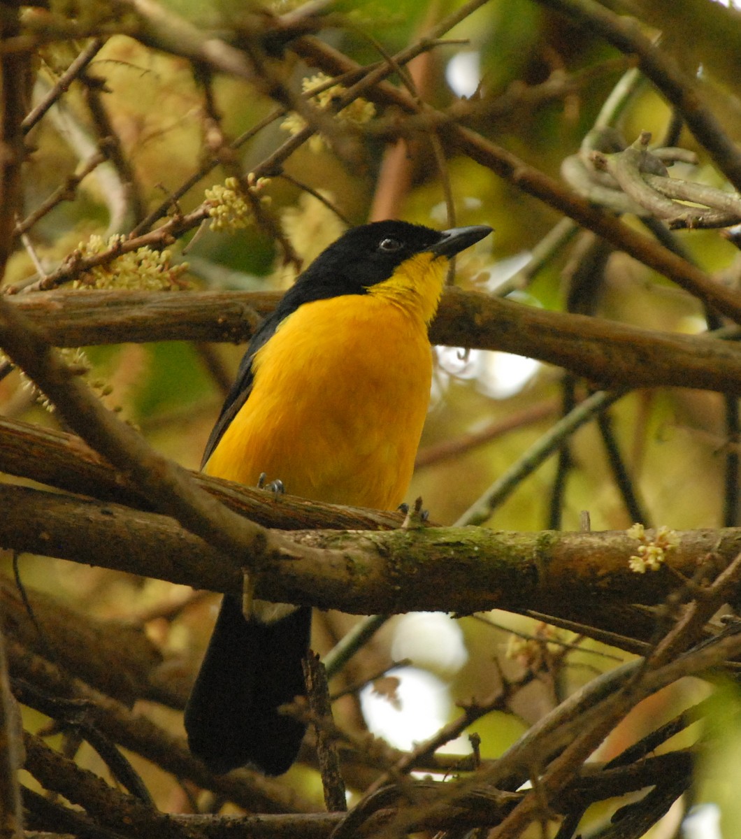 Yellow-breasted Boubou - ML210564051