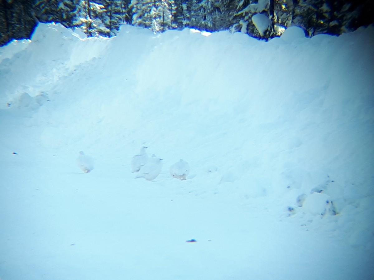 Willow Ptarmigan - Marie-Helene Bousquet