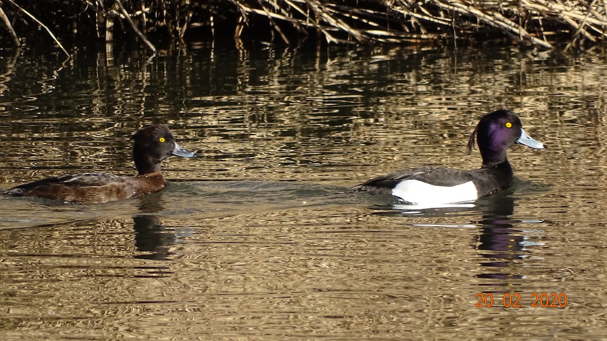 Tufted Duck - Miguel Martín Calvo