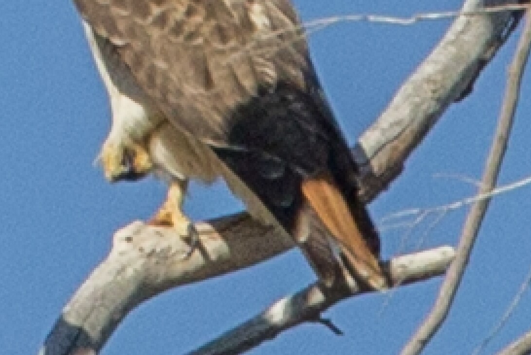 Red-tailed Hawk (fuertesi) - Homer Hansen