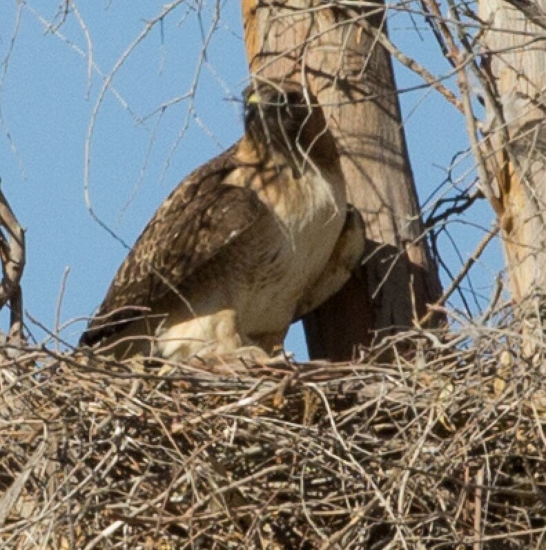 Red-tailed Hawk (fuertesi) - Homer Hansen