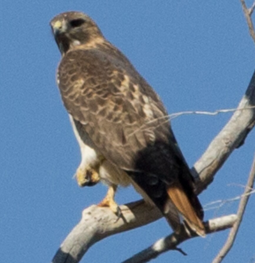 Red-tailed Hawk (fuertesi) - Homer Hansen