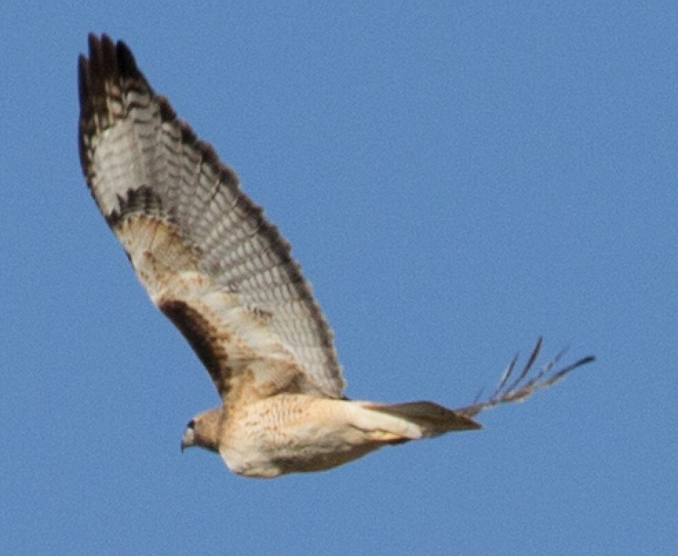 Red-tailed Hawk (fuertesi) - ML210566811
