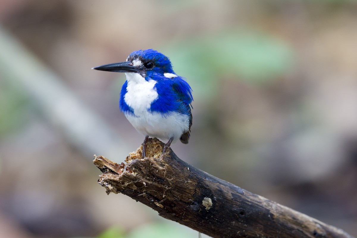 Little Kingfisher - Laurie Ross | Tracks Birding & Photography Tours