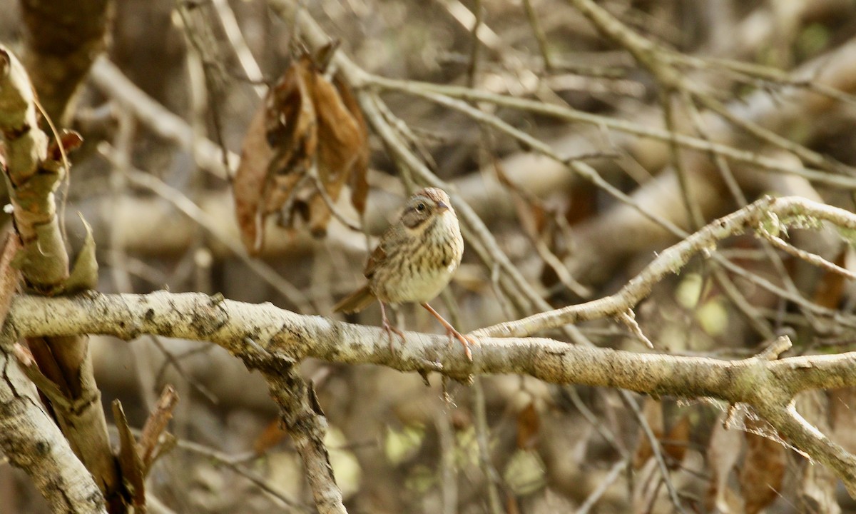 Lincoln's Sparrow - ML210571321