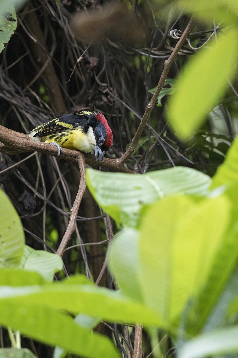 Five-colored Barbet - ML210572341