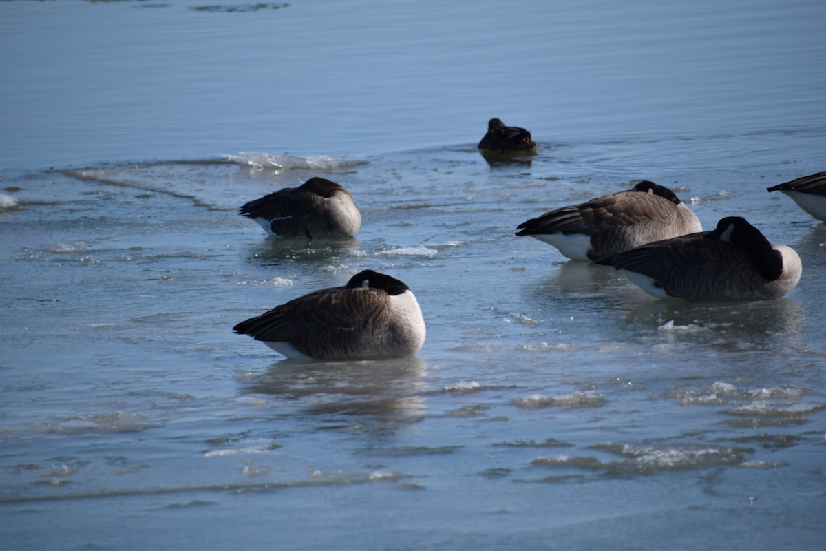 Greater White-fronted Goose - ML210572851