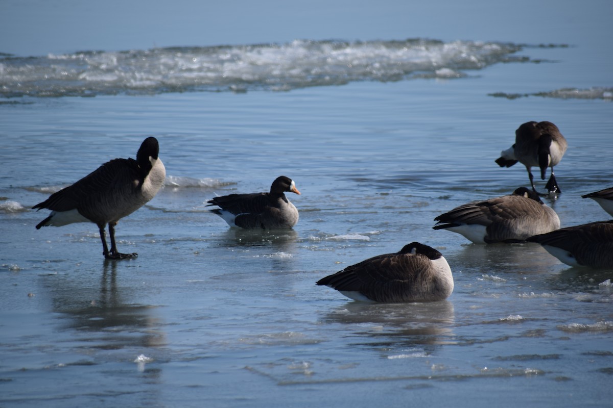 Greater White-fronted Goose - Matt Salisbury