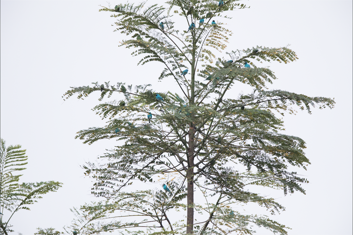 Swallow Tanager - ML210574151