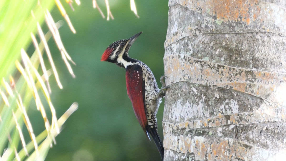 Red-backed Flameback - Vlad Sladariu
