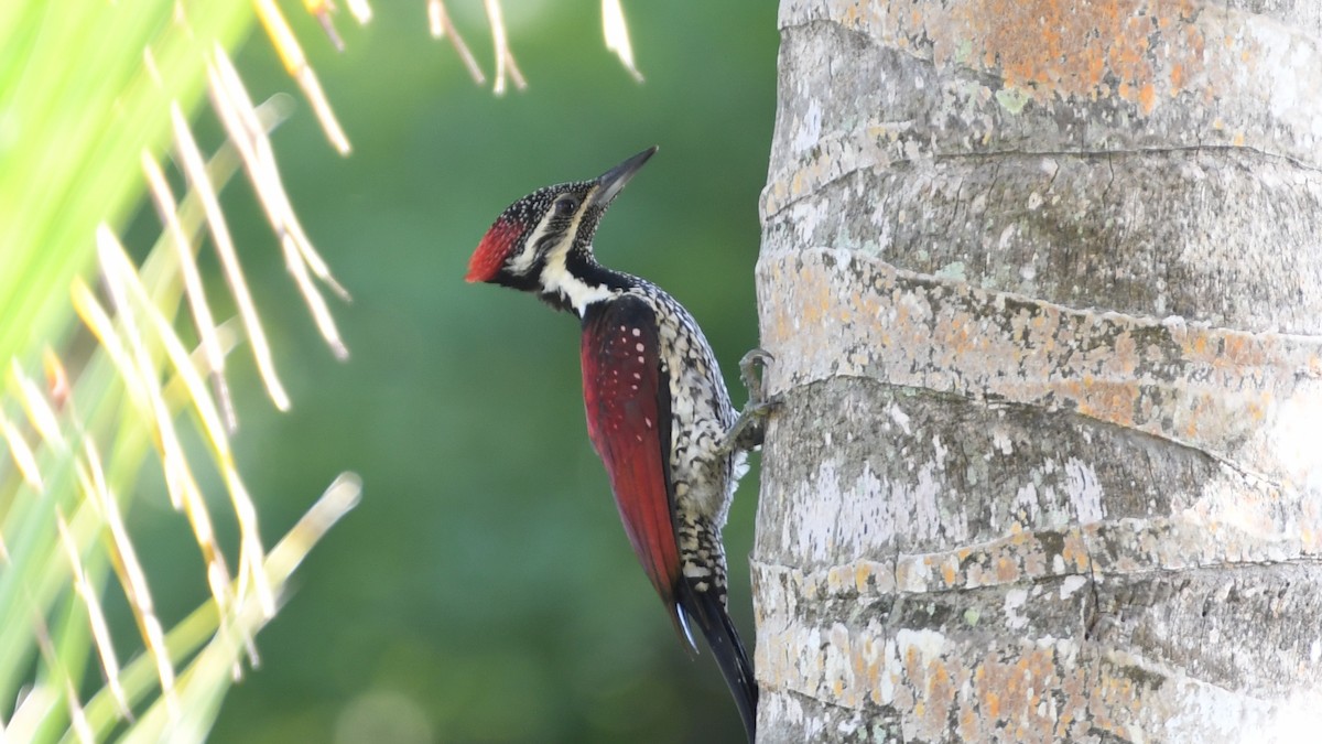 Red-backed Flameback - ML210574561