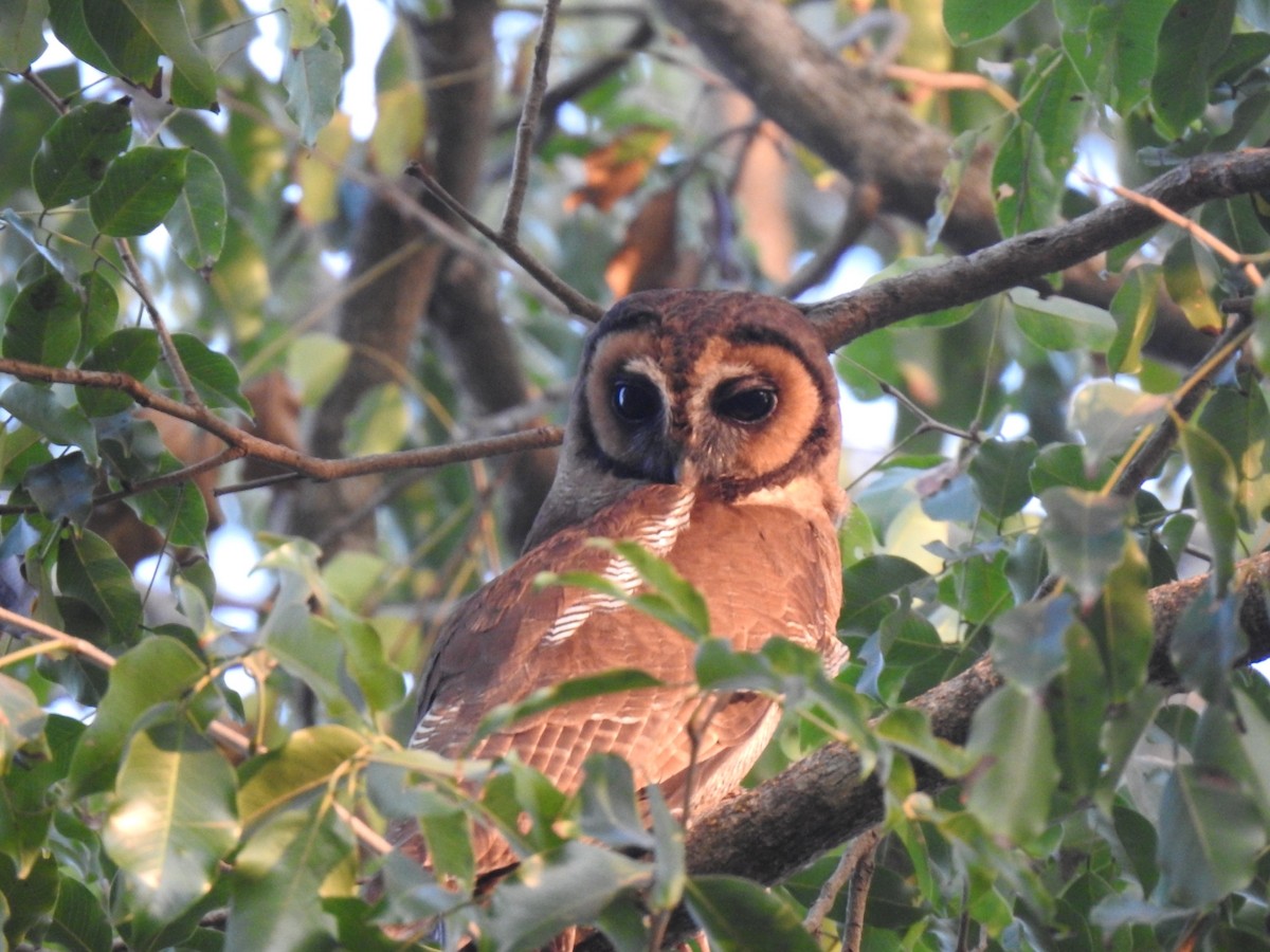 Brown Wood-Owl - ML210574611