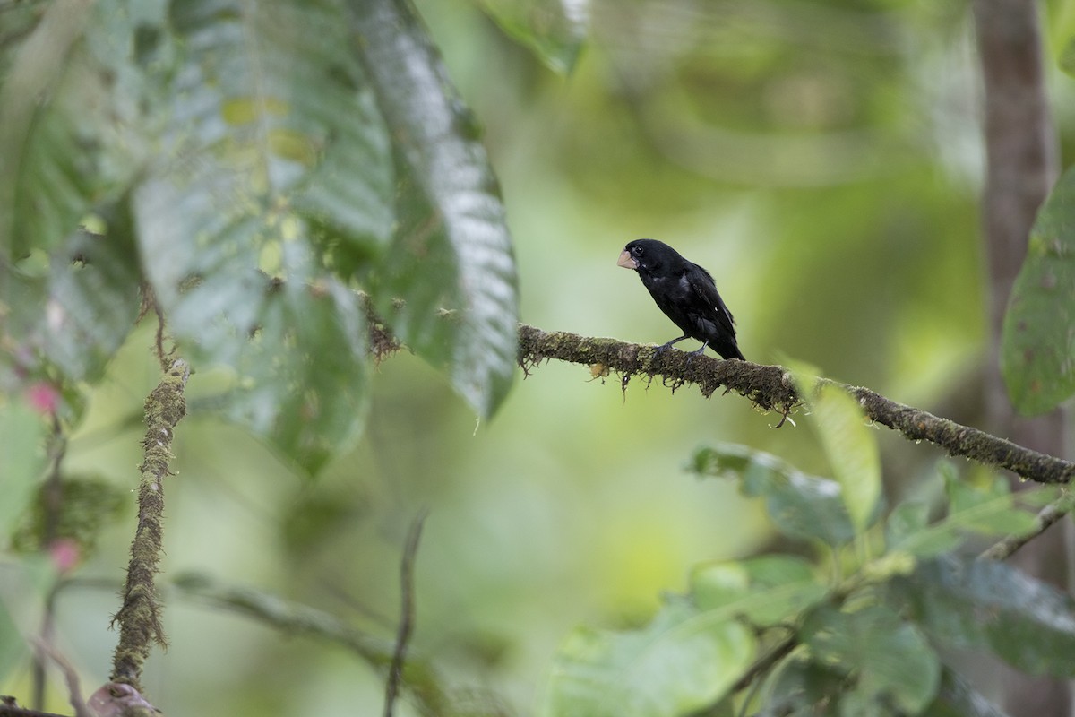 Large-billed Seed-Finch - James Muchmore