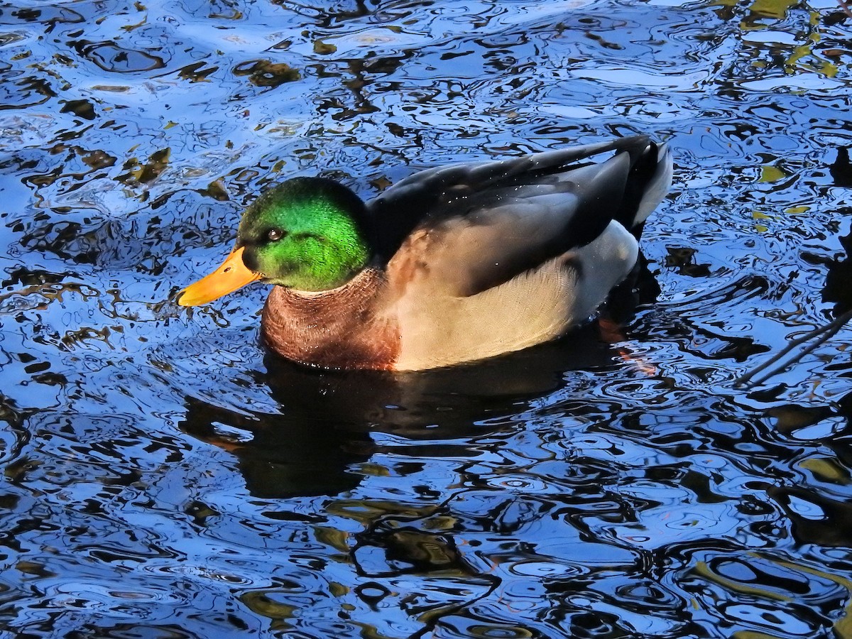 Mallard - ML210575611