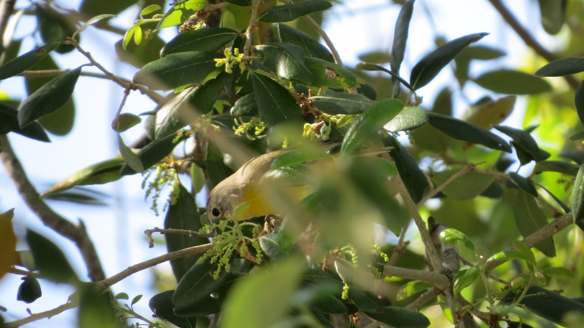 Nashville Warbler - ML210576121