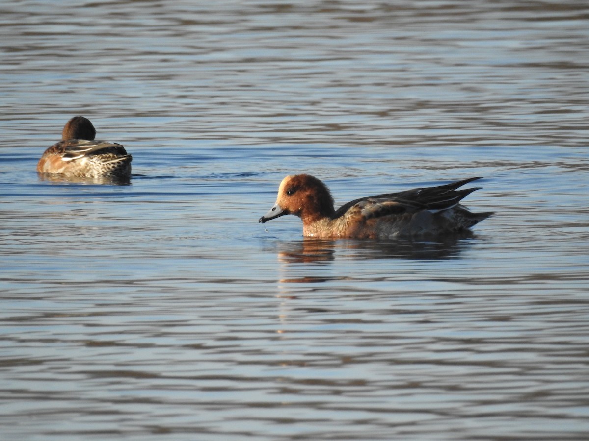Зээрд нугас - ML210577641