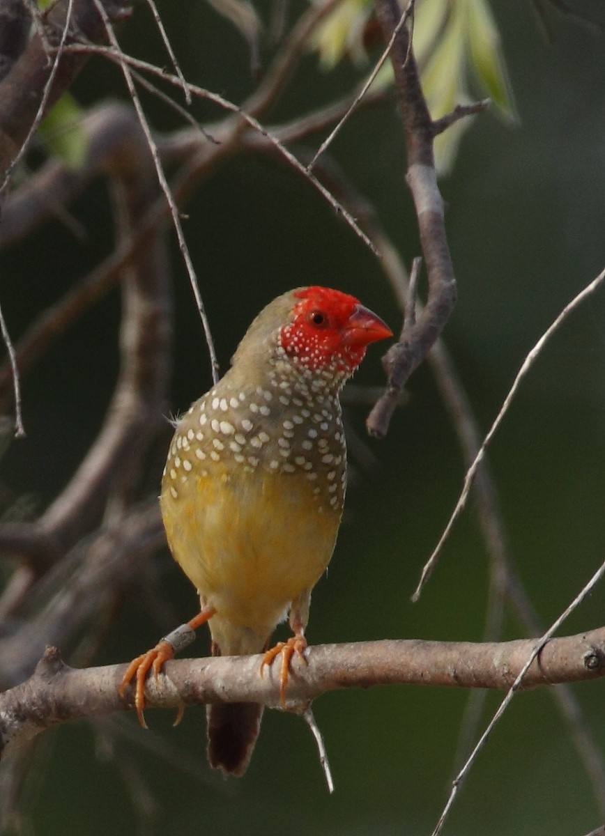 Star Finch - Bruce Robinson