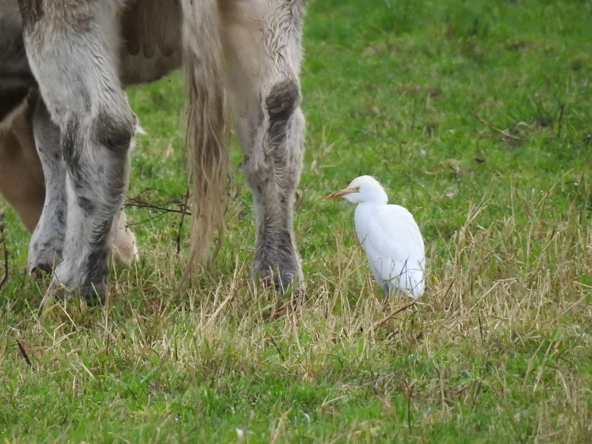 Western Cattle Egret - ML210578811