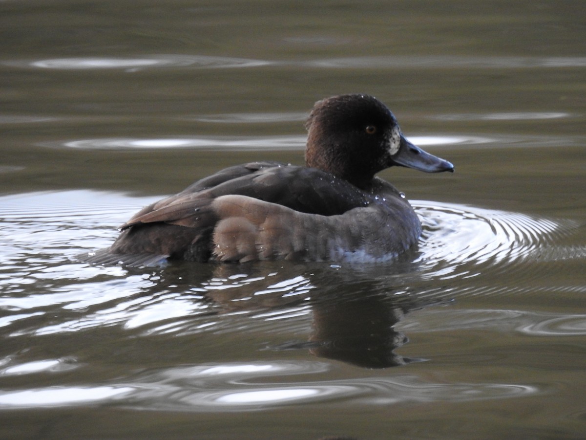 Tufted Duck - ML210579081