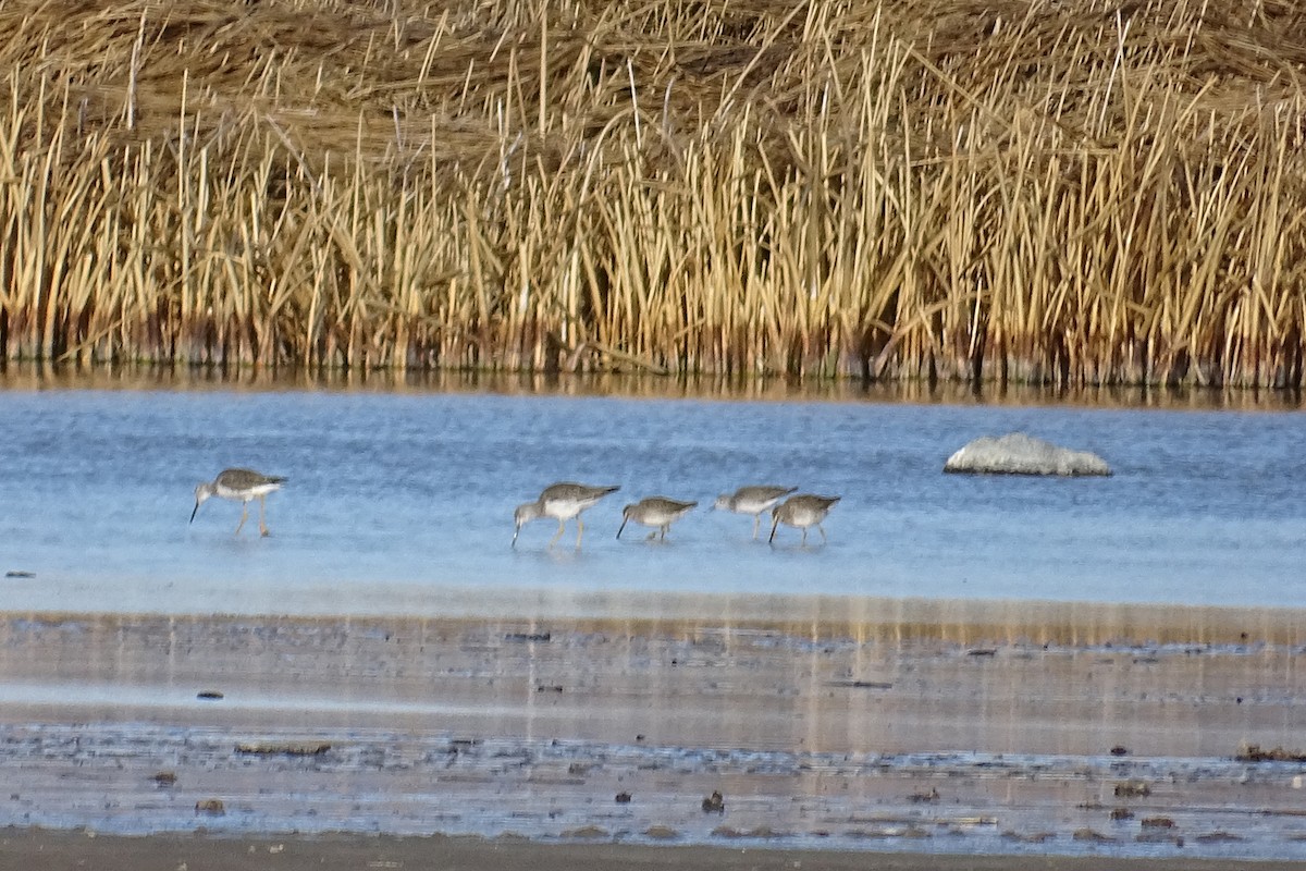 Tundraschlammläufer - ML210580931