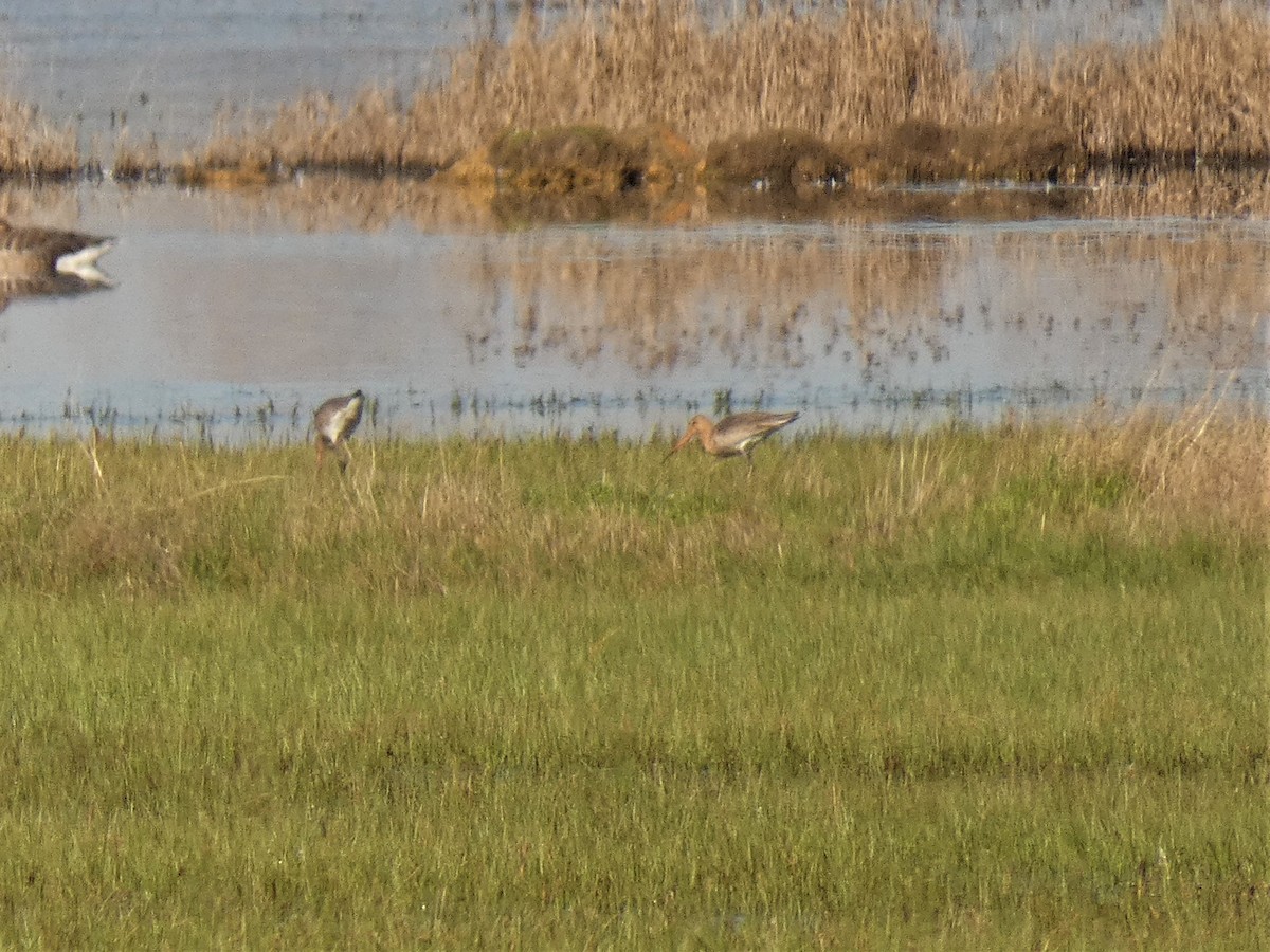 Black-tailed Godwit - ML210581831