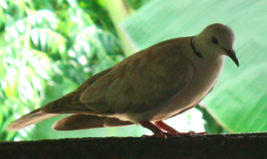 Eurasian Collared-Dove - Luke Dalla Bona