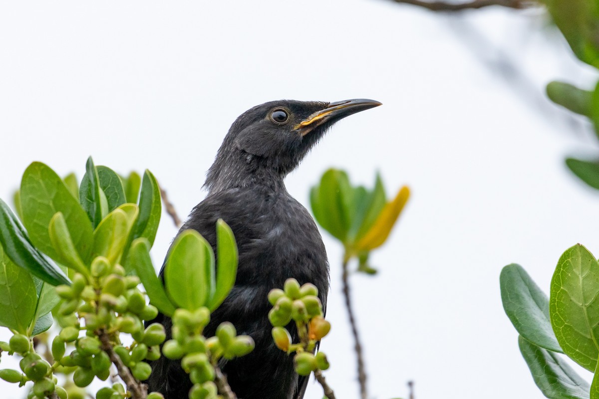 Mielero Tui - ML210582151