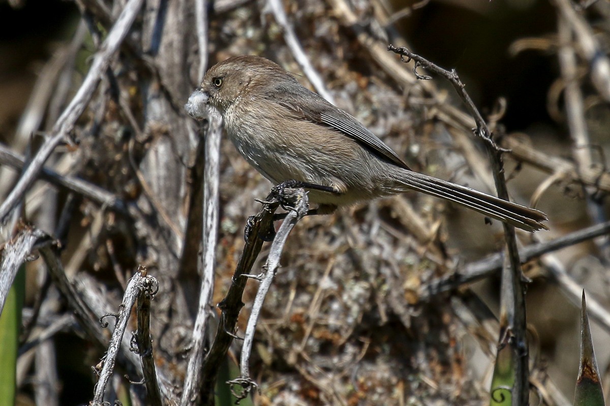 Bushtit - ML210582561