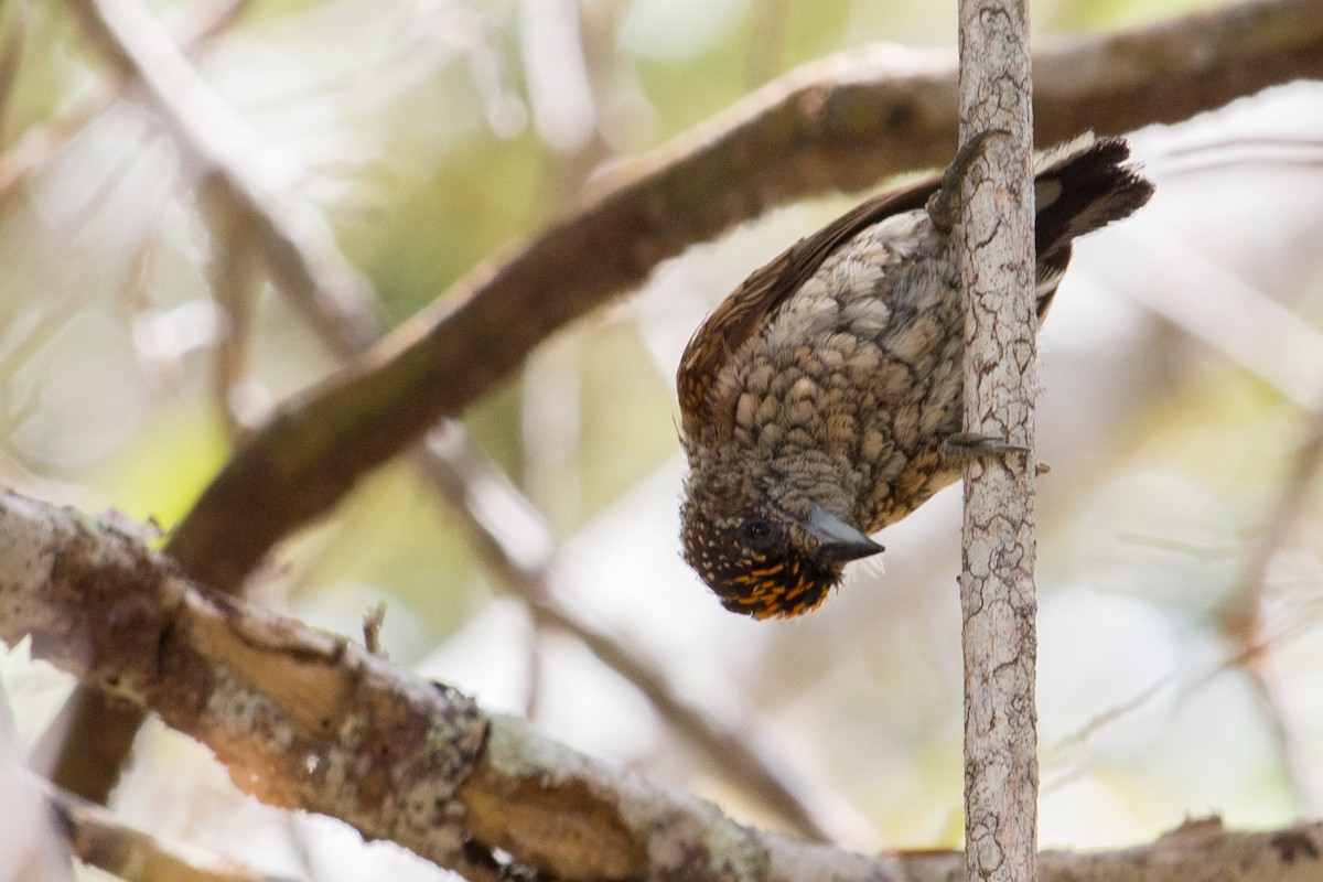 Scaled Piculet - ML210583401