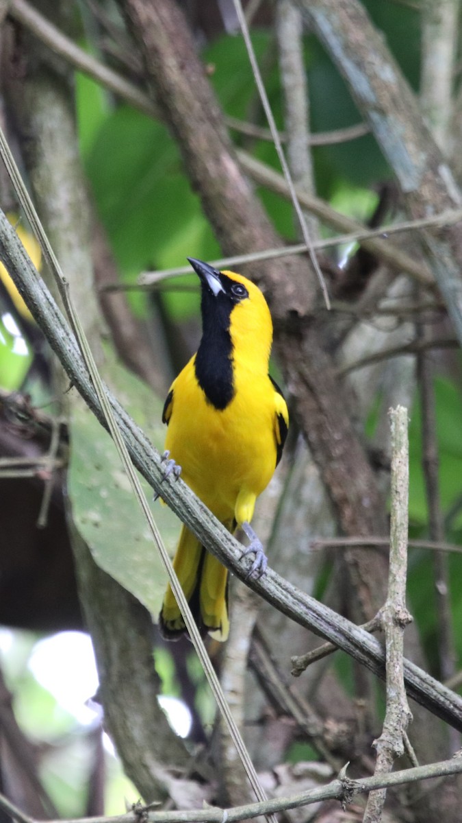 Yellow-tailed Oriole - ML210583611
