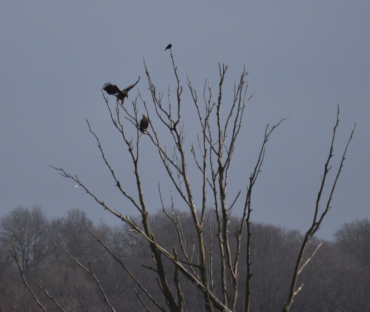 White-tailed Eagle - ML210586451