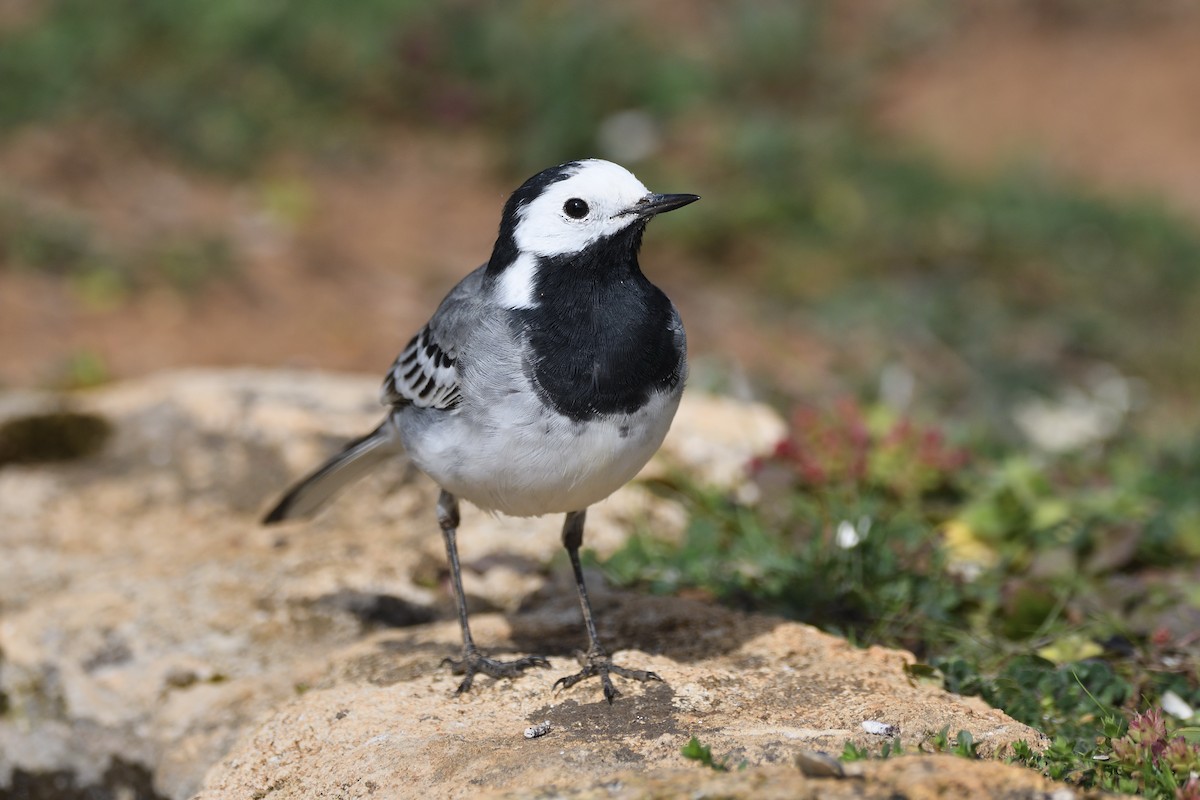 White Wagtail - ML210586501