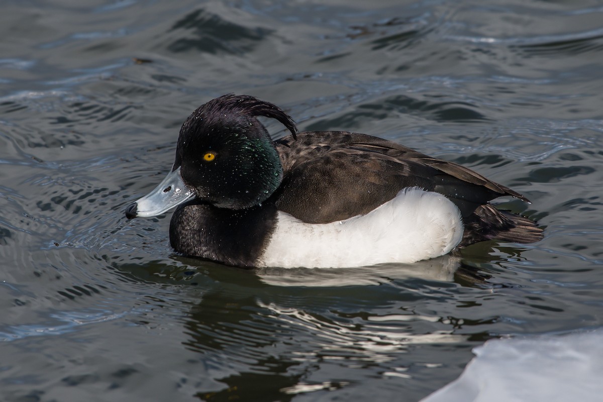 Tufted Duck - Frank King