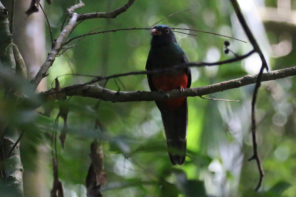 Slaty-tailed Trogon - ML210590501