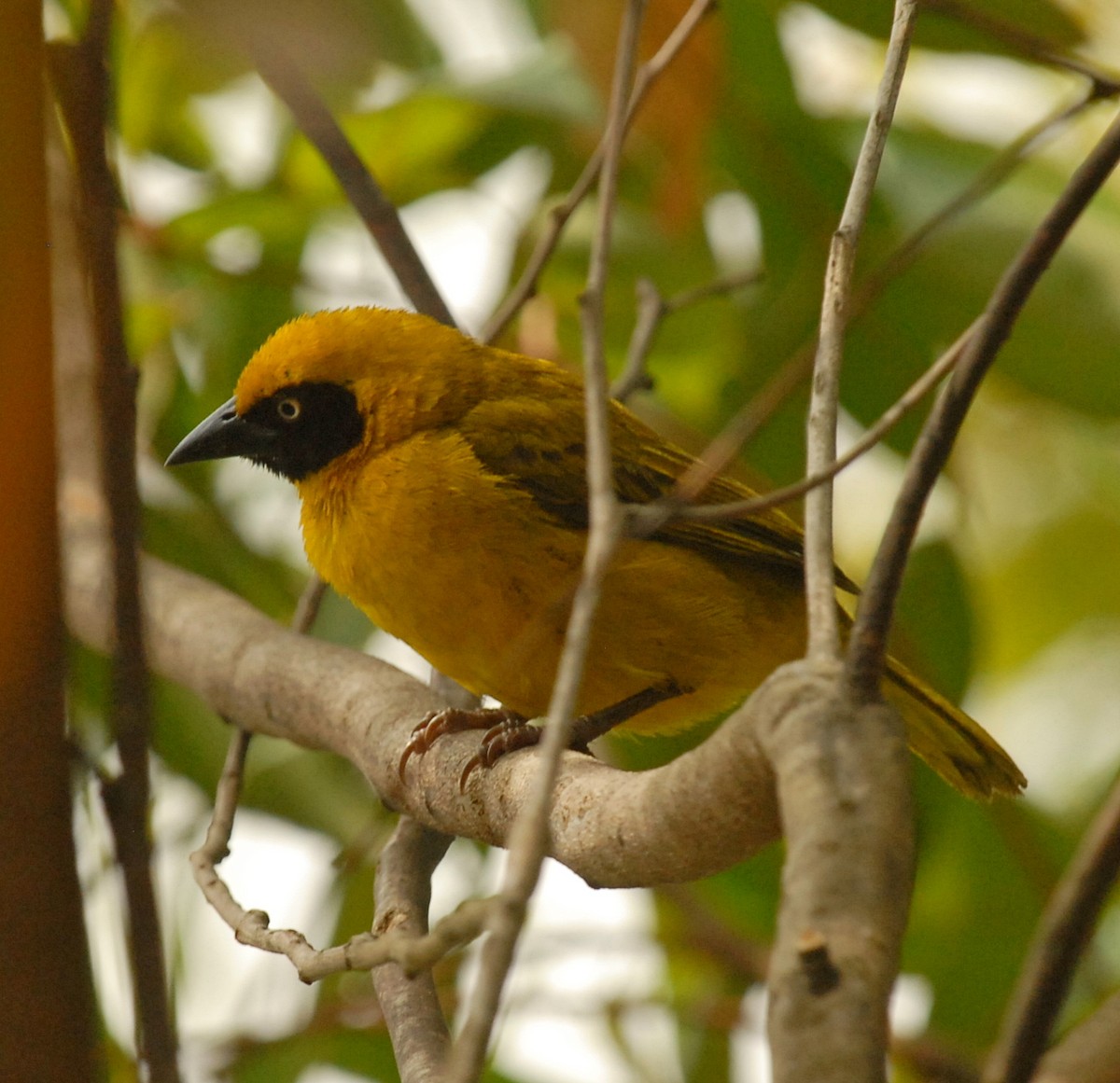 Bannerman's Weaver - ML210591941