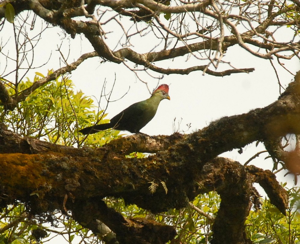 Bannerman's Turaco - Marek Latkowski