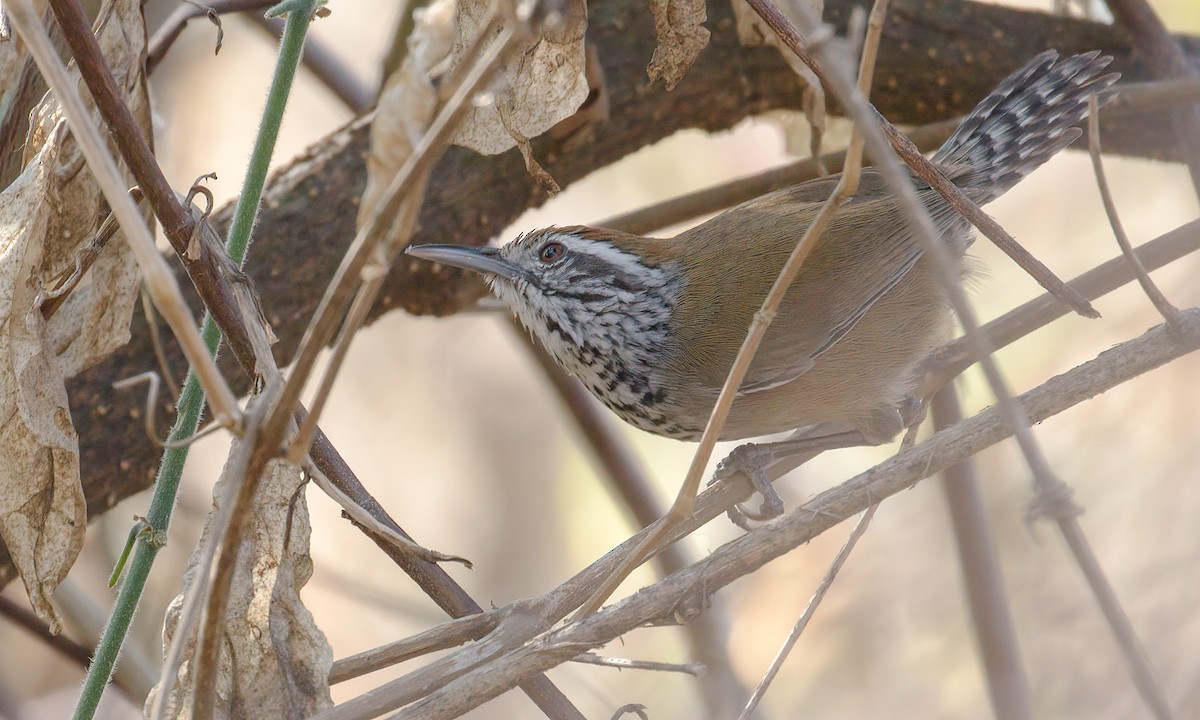 Speckle-breasted Wren - Cesar Ponce