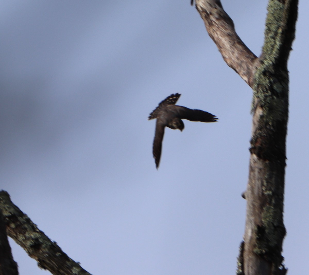 Merlin - ML210593251