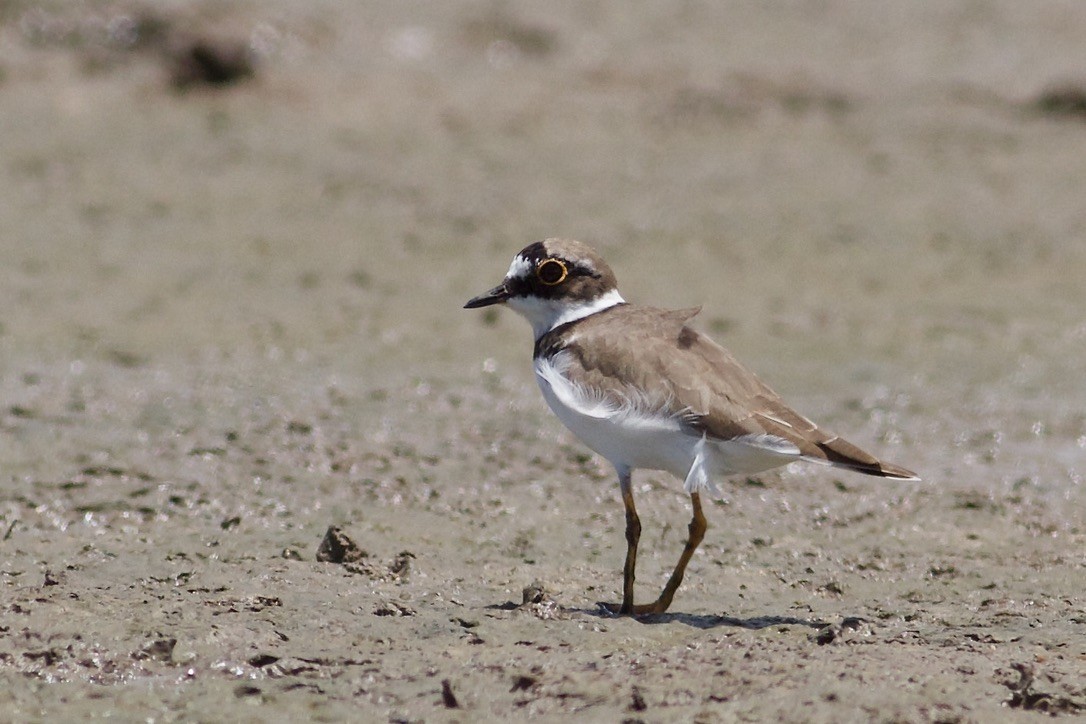 Little Ringed Plover - Elliot Leach