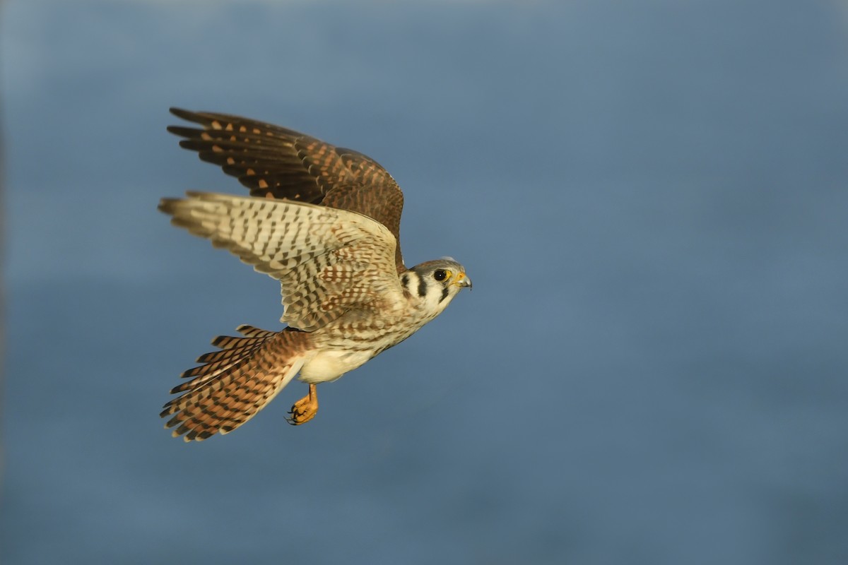 American Kestrel - Jonathan Irons