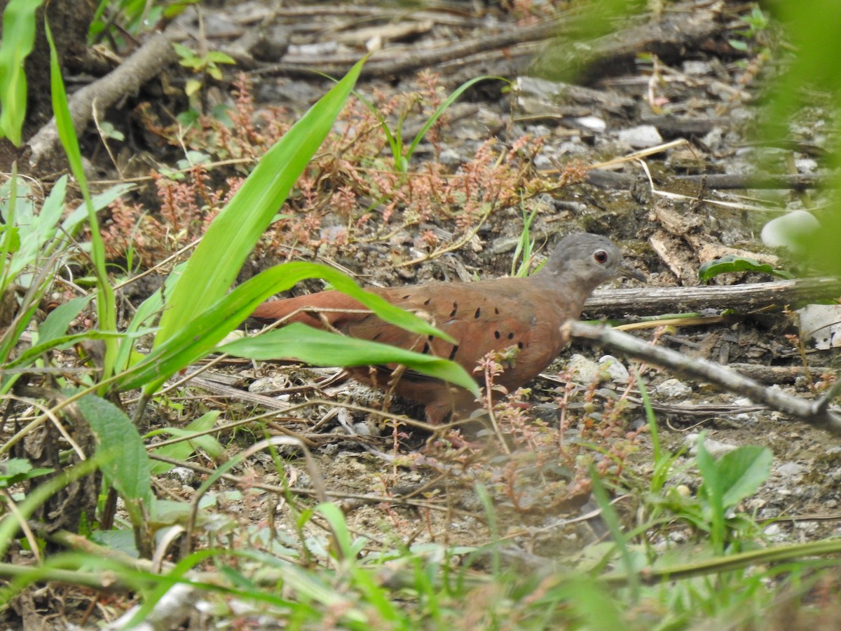 Ruddy Ground Dove - ML210594431