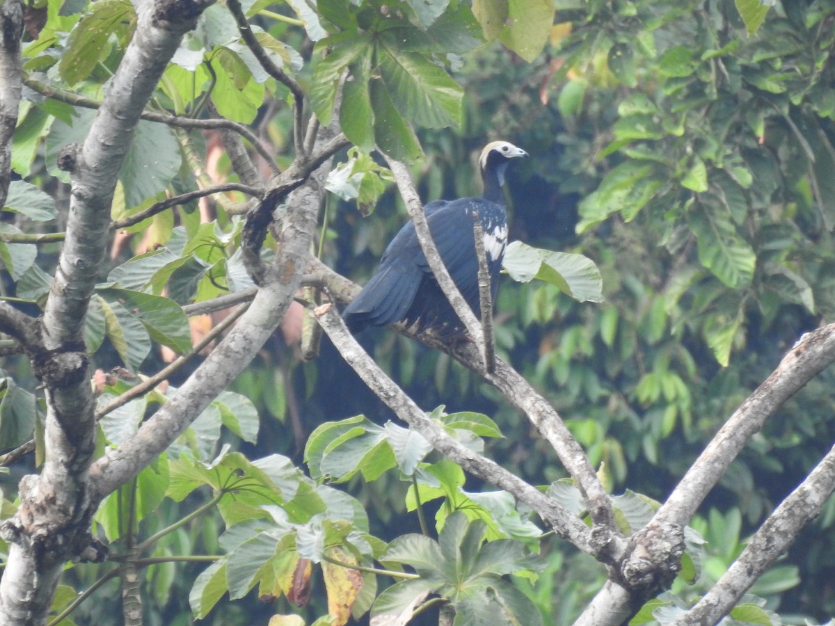Blue-throated Piping-Guan - ML210594521