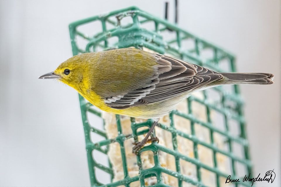 Pine Warbler - ML210596331