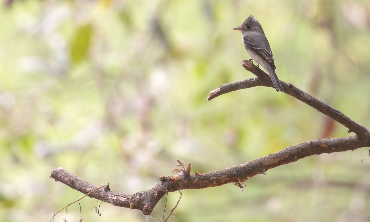 Western Wood-Pewee - ML210597141